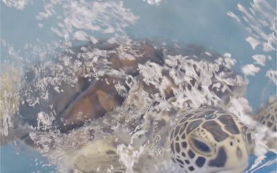 Witnessing the Effects of Plastic Pollution at the Sea Turtle Hospital